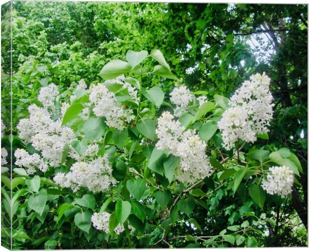 White lilac  Canvas Print by Stephanie Moore