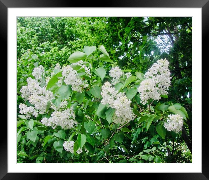 White lilac  Framed Mounted Print by Stephanie Moore