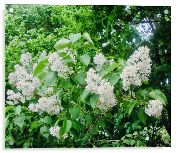 White lilac  Acrylic by Stephanie Moore