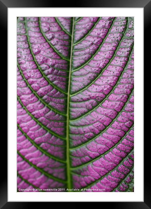 purple pattern Framed Mounted Print by allan somerville