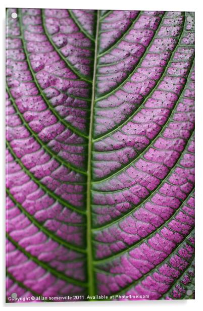purple pattern Acrylic by allan somerville
