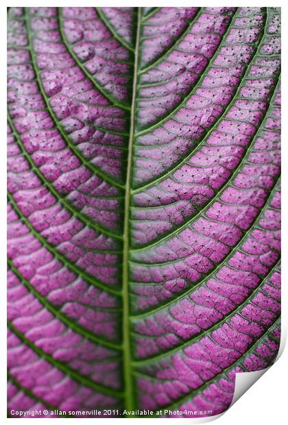 purple pattern Print by allan somerville