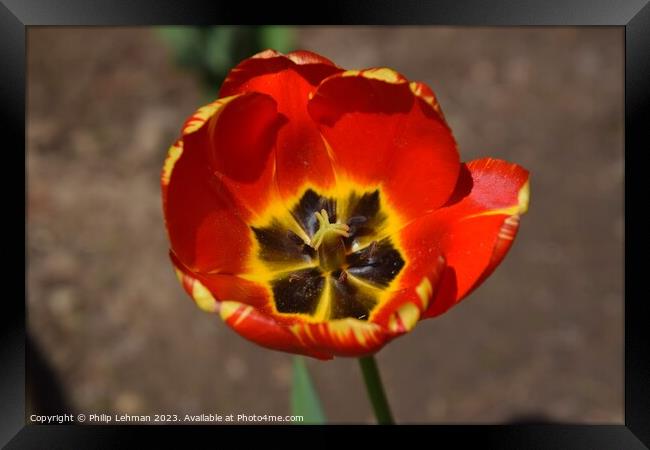 Opened Red Tulip 2A Framed Print by Philip Lehman