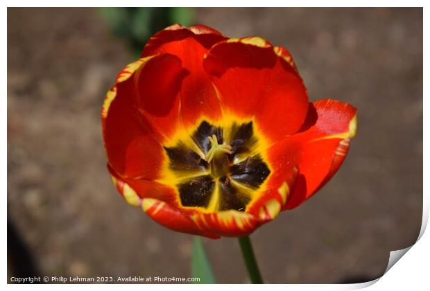 Opened Red Tulip 2A Print by Philip Lehman