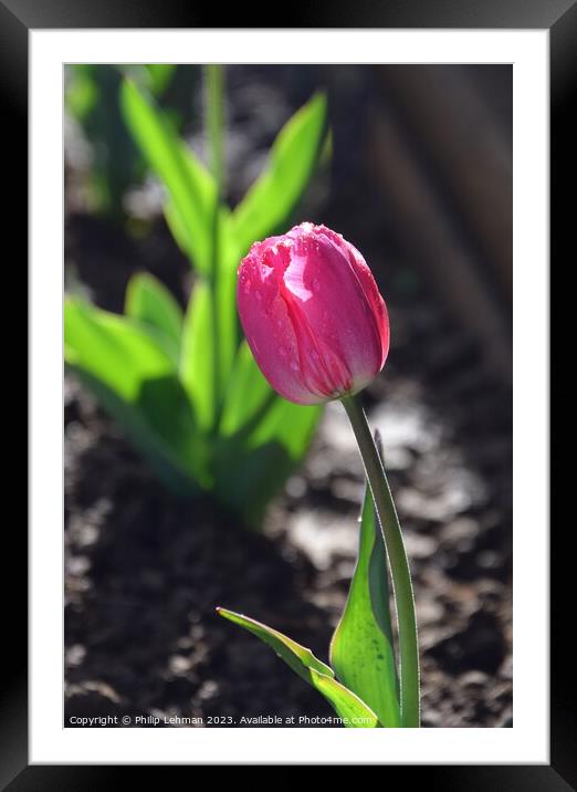 Tulips-Water Drops 5A Framed Mounted Print by Philip Lehman
