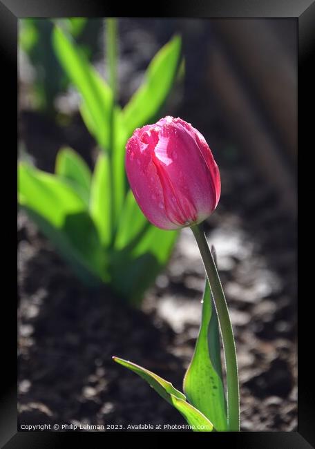 Tulips-Water Drops 5A Framed Print by Philip Lehman