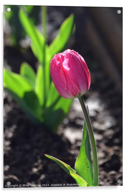 Tulips-Water Drops 5A Acrylic by Philip Lehman