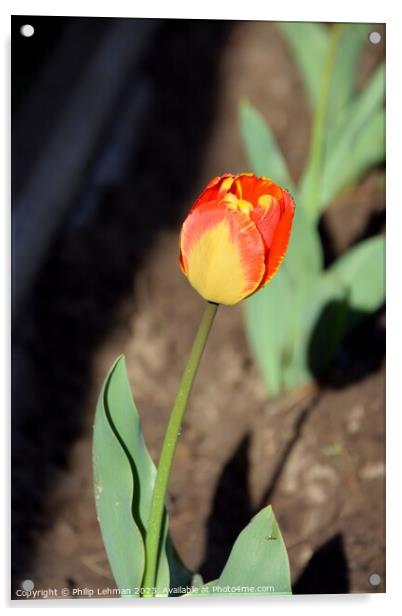 Tulips-Water Drops 8A Acrylic by Philip Lehman