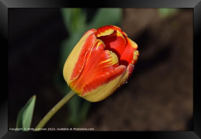 Tulips-Water Drops 16A Framed Print by Philip Lehman