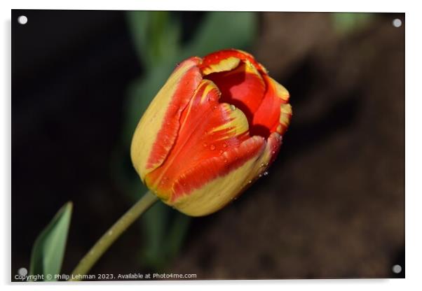 Tulips-Water Drops 16A Acrylic by Philip Lehman