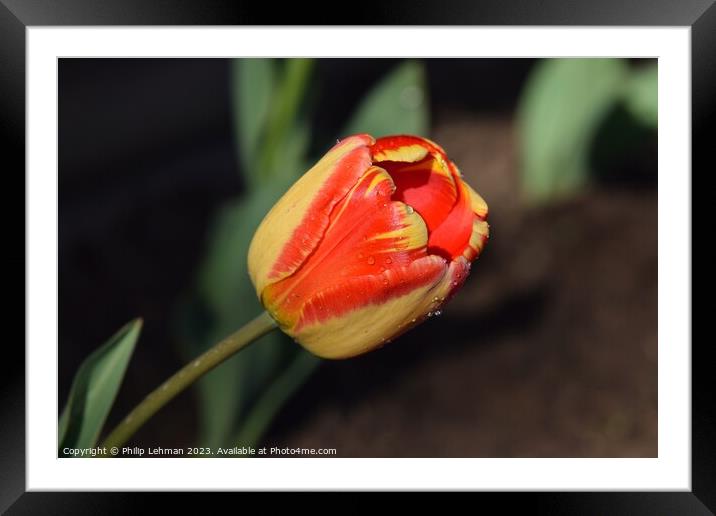 Tulips-Water Drops 21A Framed Mounted Print by Philip Lehman