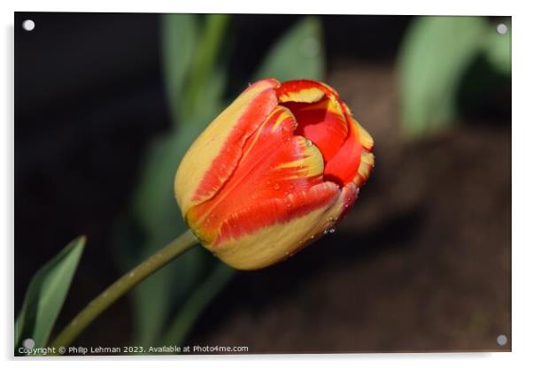 Tulips-Water Drops 21A Acrylic by Philip Lehman