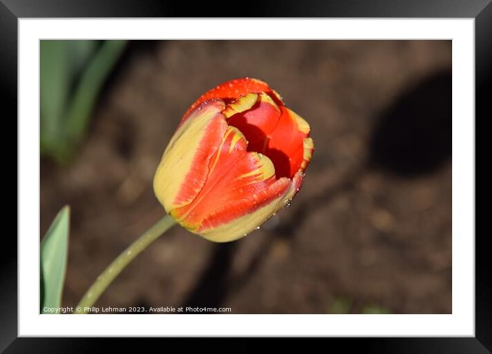Tulips-Water Drops 13A Framed Mounted Print by Philip Lehman