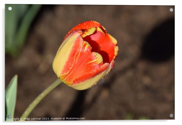 Tulips-Water Drops 13A Acrylic by Philip Lehman