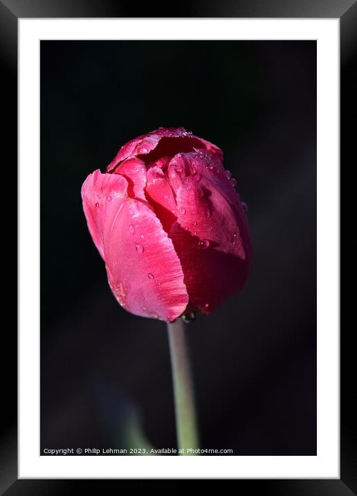 Tulips-Water Drops (29A) Framed Mounted Print by Philip Lehman
