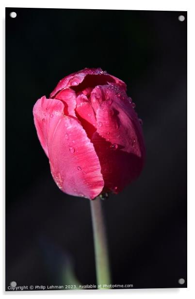 Tulips-Water Drops (29A) Acrylic by Philip Lehman