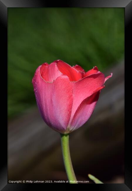 Tulips-Water Drops 38A Framed Print by Philip Lehman