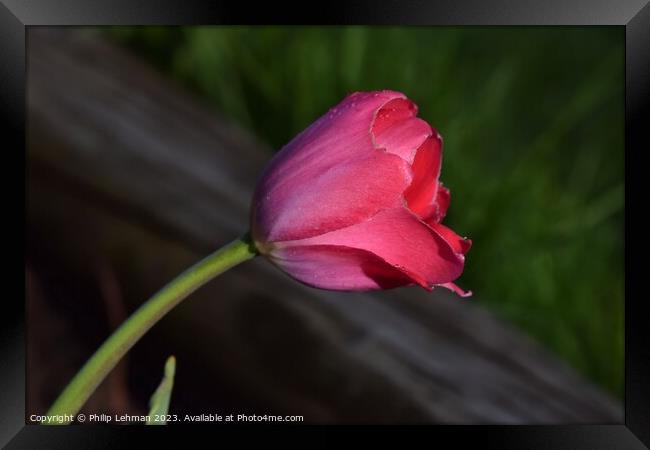 Tulips-Water Drops 39A Framed Print by Philip Lehman