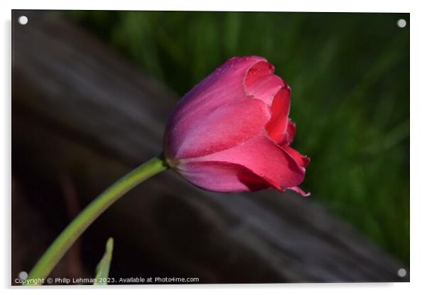 Tulips-Water Drops 39A Acrylic by Philip Lehman