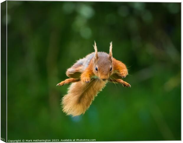 Squirrel To The Rescue Canvas Print by Mark Hetherington