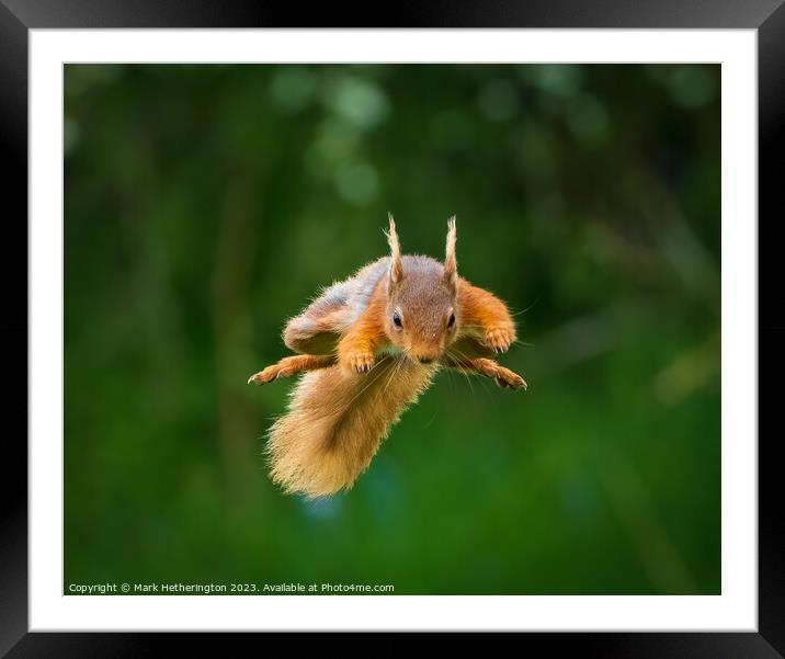 Squirrel To The Rescue Framed Mounted Print by Mark Hetherington