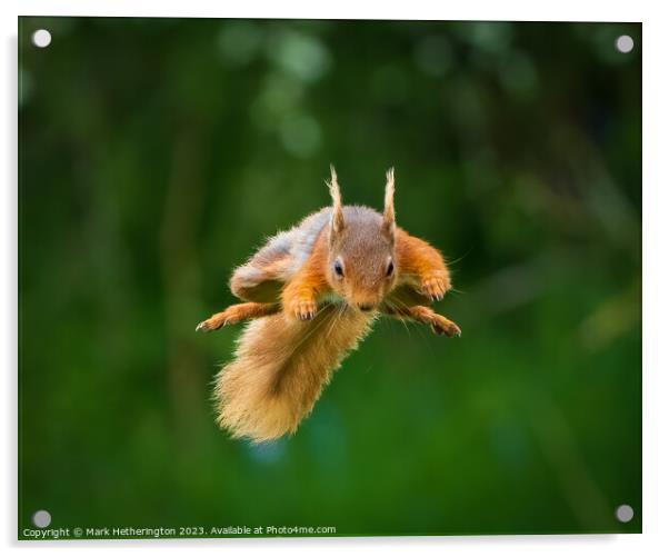 Squirrel To The Rescue Acrylic by Mark Hetherington