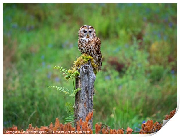 Tawny Owl Print by Mark Hetherington