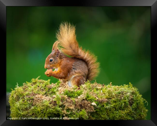 Red Squirrel Framed Print by Mark Hetherington