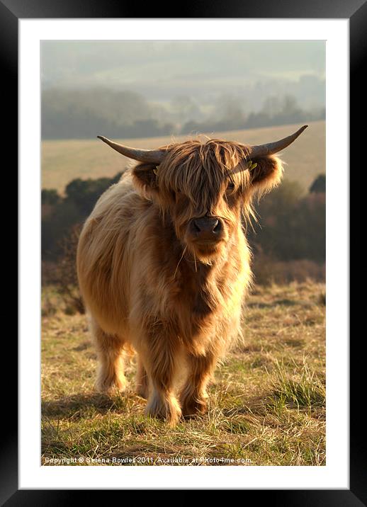Young Highland Cow Framed Mounted Print by Serena Bowles