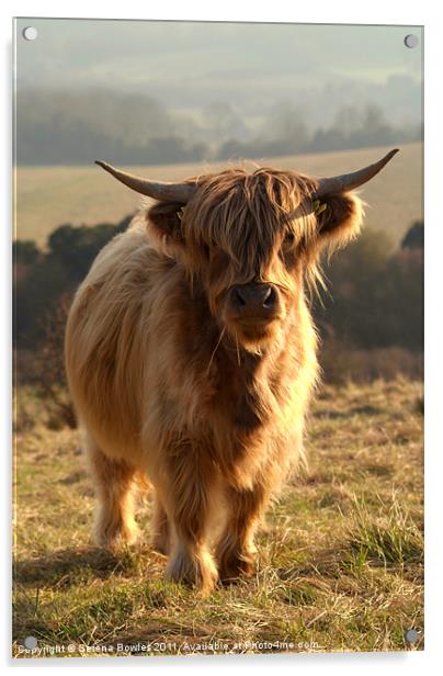 Young Highland Cow Acrylic by Serena Bowles