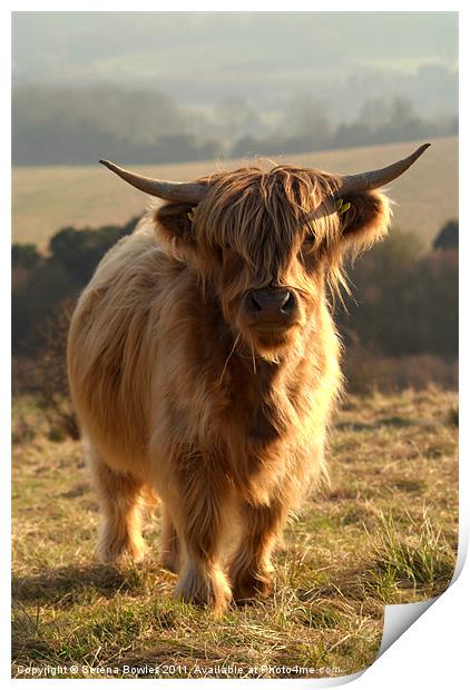 Young Highland Cow Print by Serena Bowles