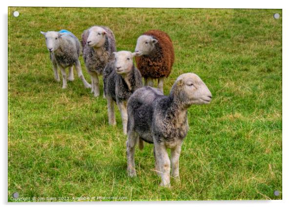 Lakeland Sheep Acrylic by Jon Saiss