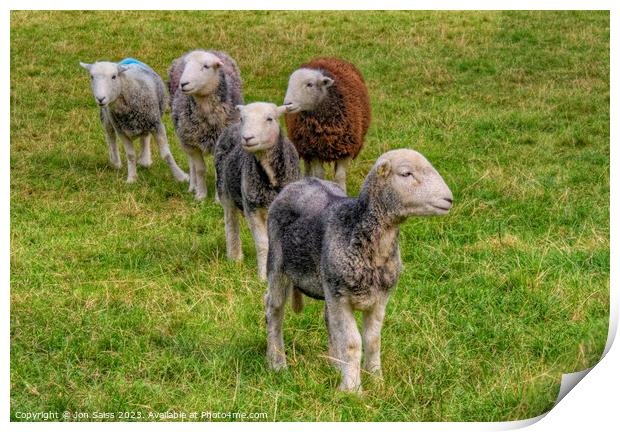 Lakeland Sheep Print by Jon Saiss