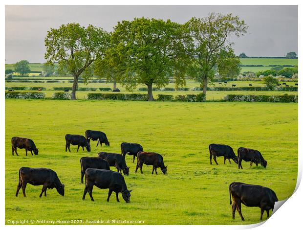Evening Grazing. Print by Anthony Moore