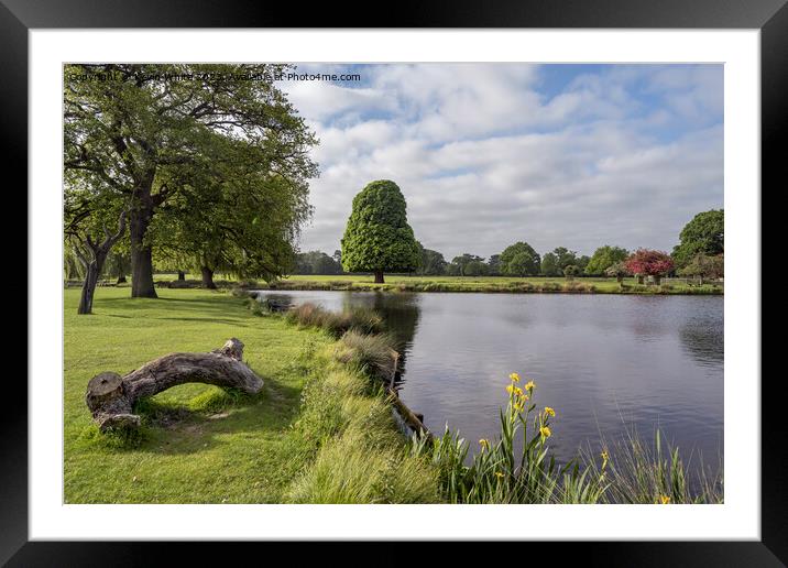 Pond side view of old log and growing yellow flag wild flower Framed Mounted Print by Kevin White