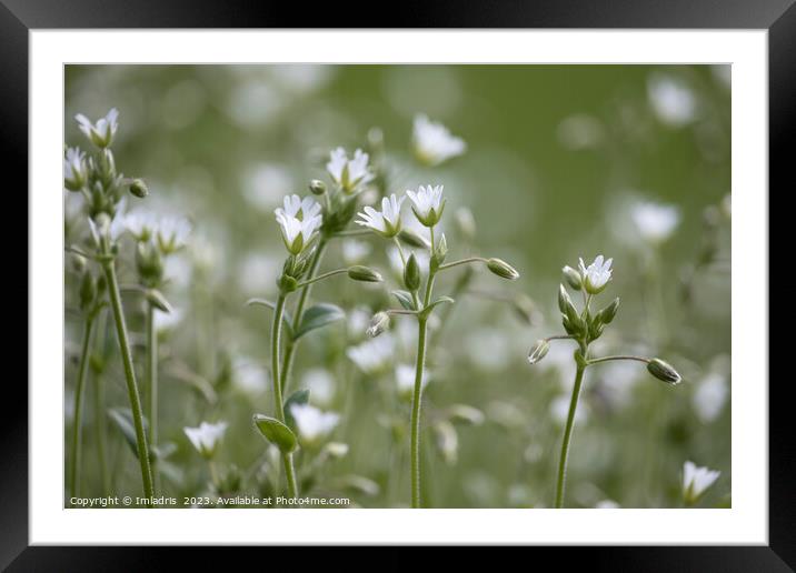Beautiful Stitchwort White Flowers Framed Mounted Print by Imladris 