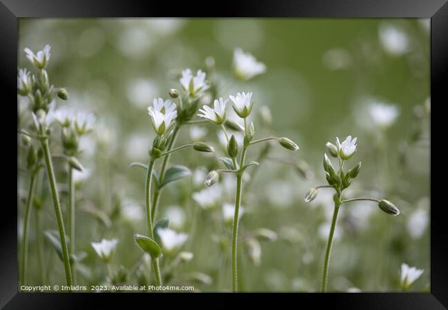 Beautiful Stitchwort White Flowers Framed Print by Imladris 