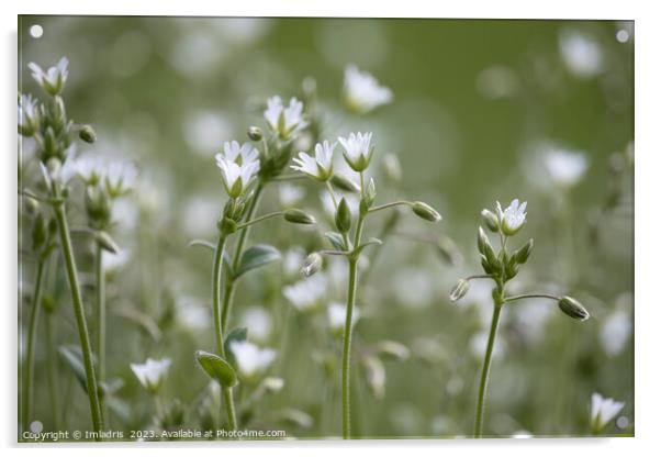 Beautiful Stitchwort White Flowers Acrylic by Imladris 