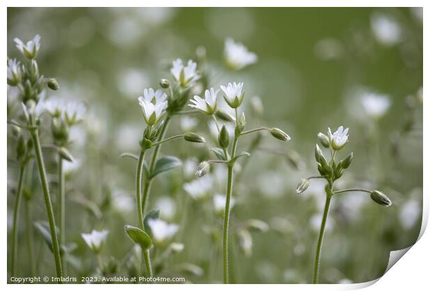 Beautiful Stitchwort White Flowers Print by Imladris 