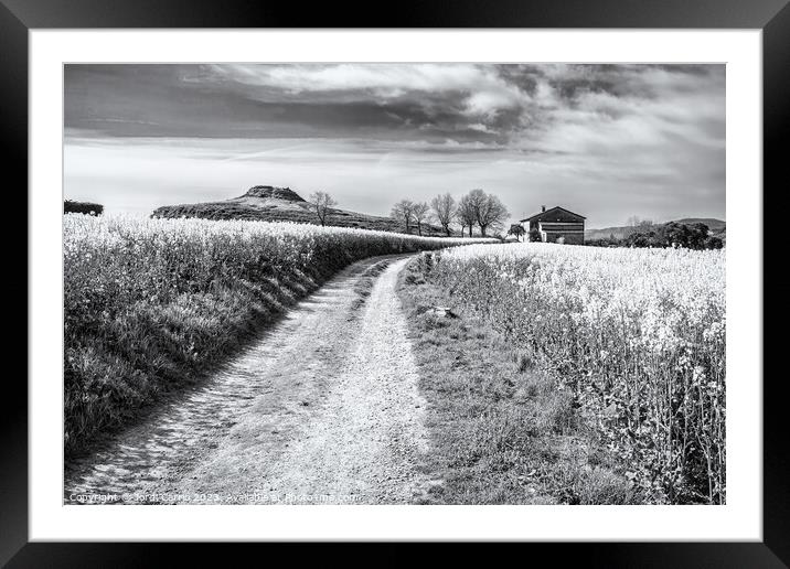 Breathtaking rapeseed fields - CR2204-7071-BW Framed Mounted Print by Jordi Carrio