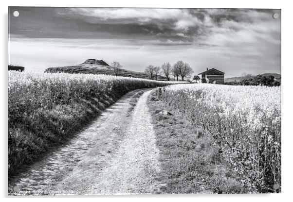 Breathtaking rapeseed fields - CR2204-7071-BW Acrylic by Jordi Carrio