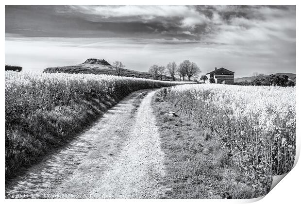 Breathtaking rapeseed fields - CR2204-7071-BW Print by Jordi Carrio