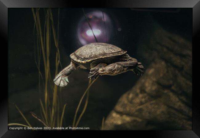 Graceful Turtle in its Underwater Realm Framed Print by Ben Delves
