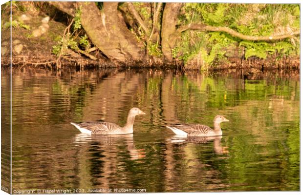 Graceful  Greylag Geese Glide Along River Canvas Print by Hazel Wright