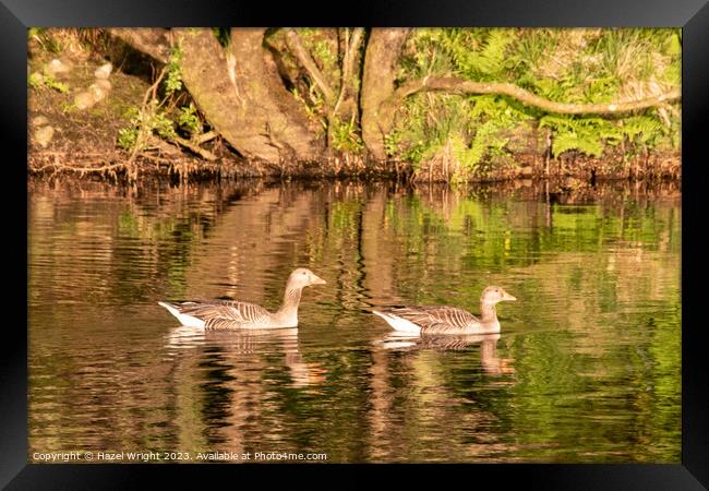 Graceful  Greylag Geese Glide Along River Framed Print by Hazel Wright