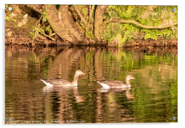 Graceful  Greylag Geese Glide Along River Acrylic by Hazel Wright