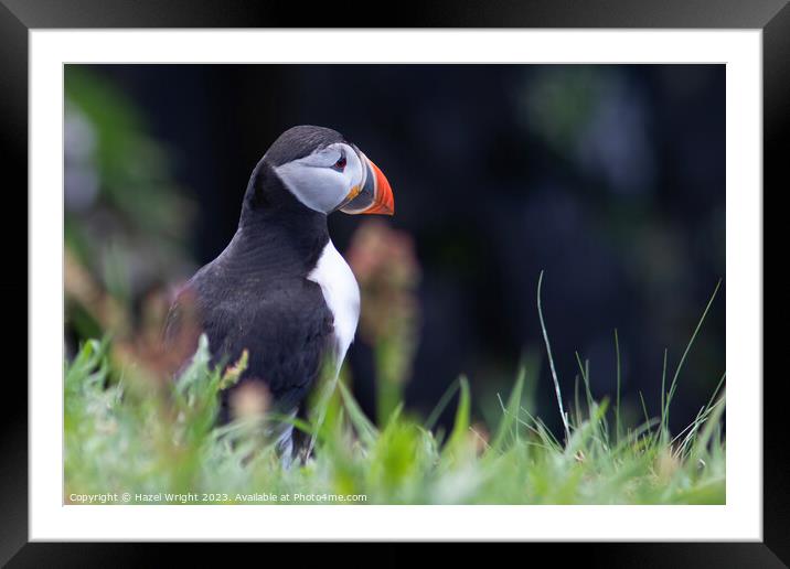 Puffin's Regal Profile Framed Mounted Print by Hazel Wright