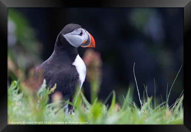 Puffin's Regal Profile Framed Print by Hazel Wright