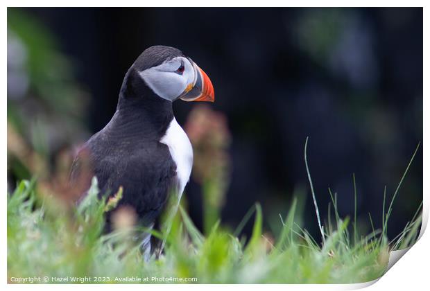 Puffin's Regal Profile Print by Hazel Wright