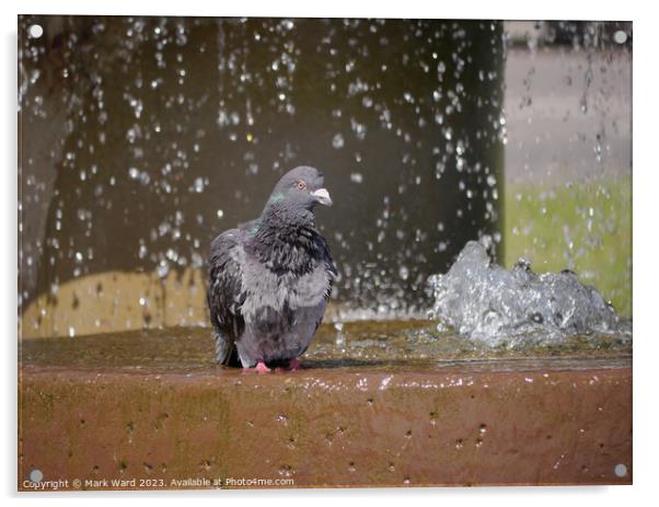 Pigeon Pamper Pool Acrylic by Mark Ward